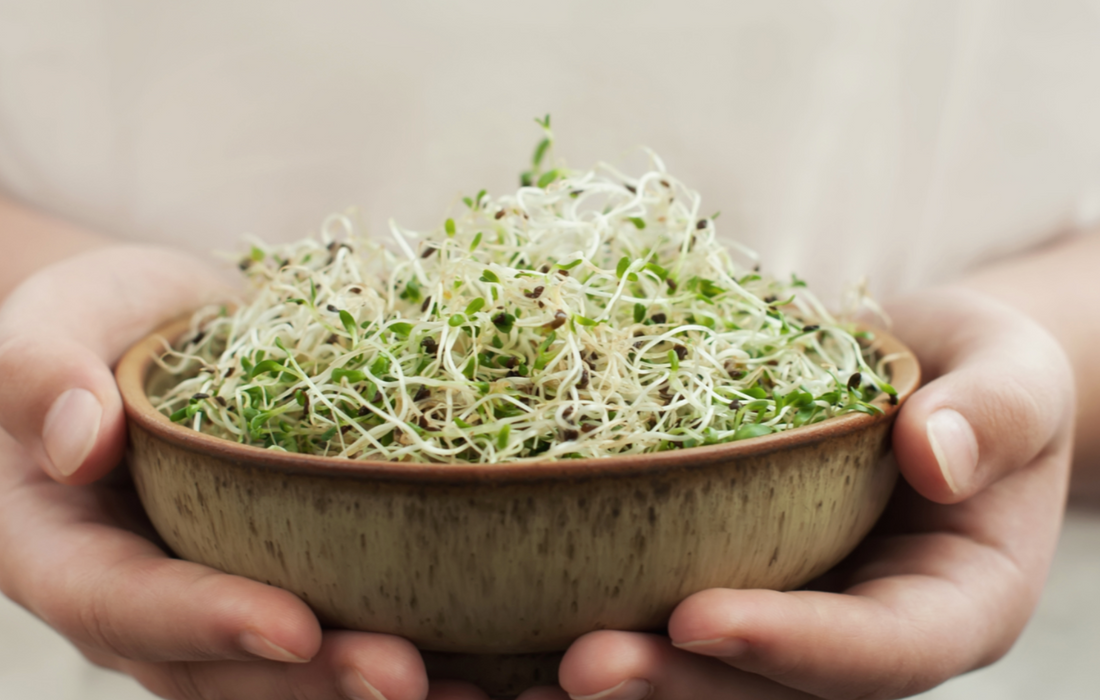 Home Sprouting – Grow Your Own Micro-Nutrients
